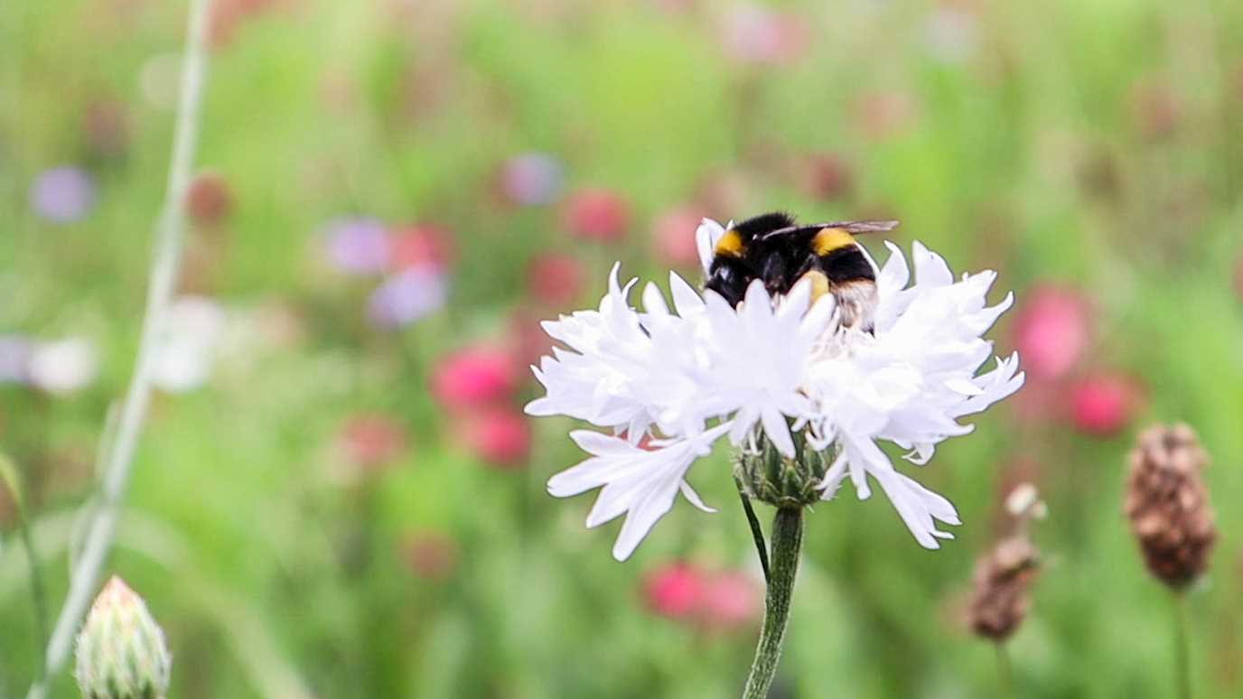 Bee on cornflower.jpg